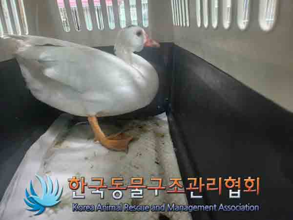 한국동물구조관리협회_411304202400536